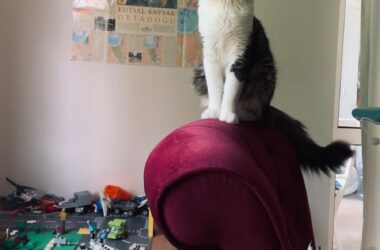 Photo Quality Assurance